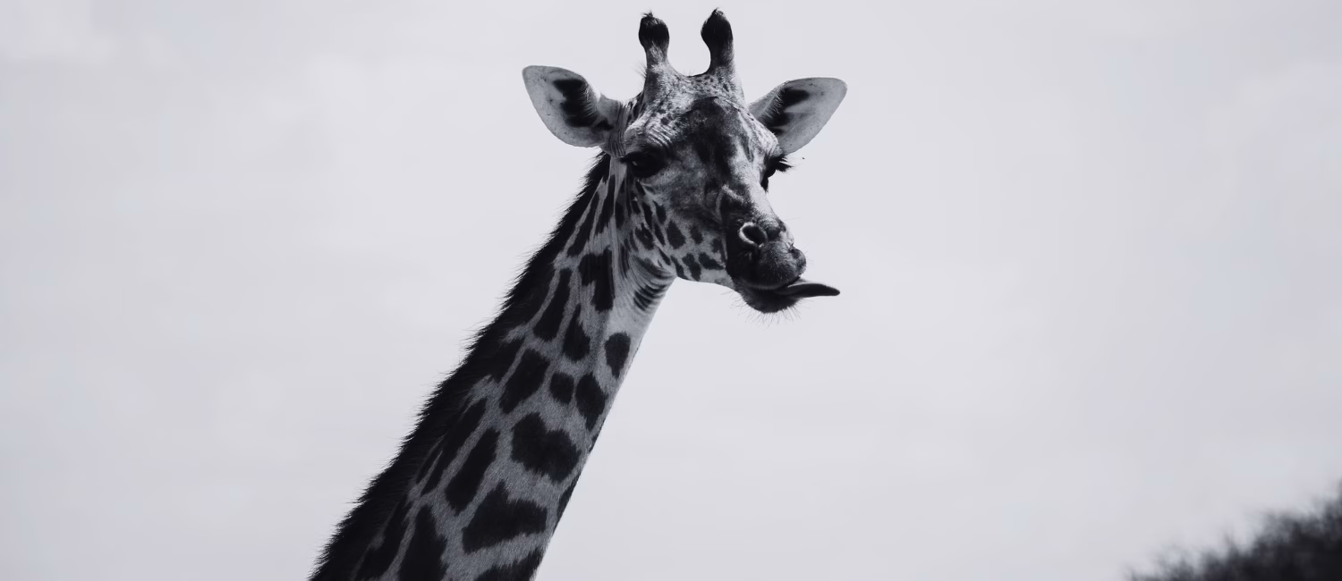 tanzania-tourism-strategic-communication